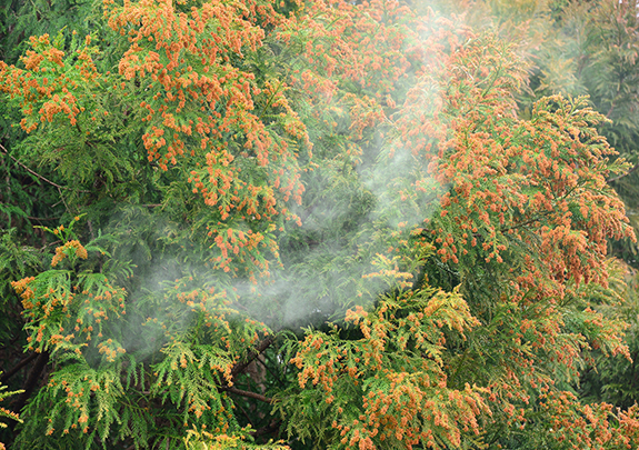 スギ花粉舌下免疫療法